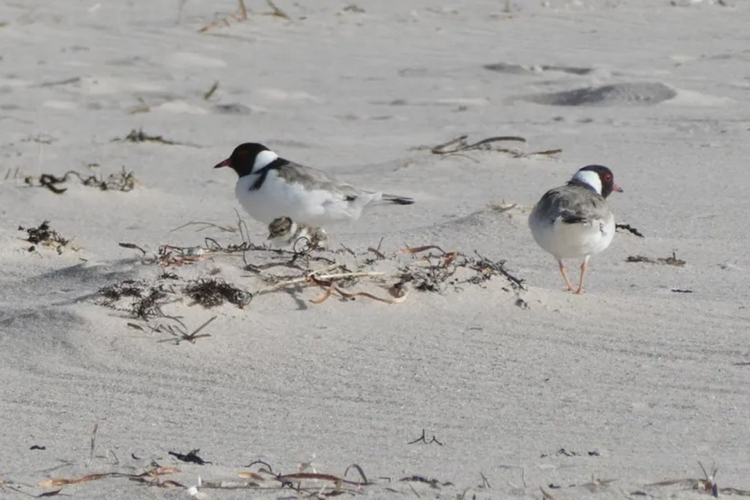 Birds Australia raises fears SA's algal bloom is impacting beach-nesting birds like the vulnerable hooded plovers. Photo: Fleurieu Environment Centre