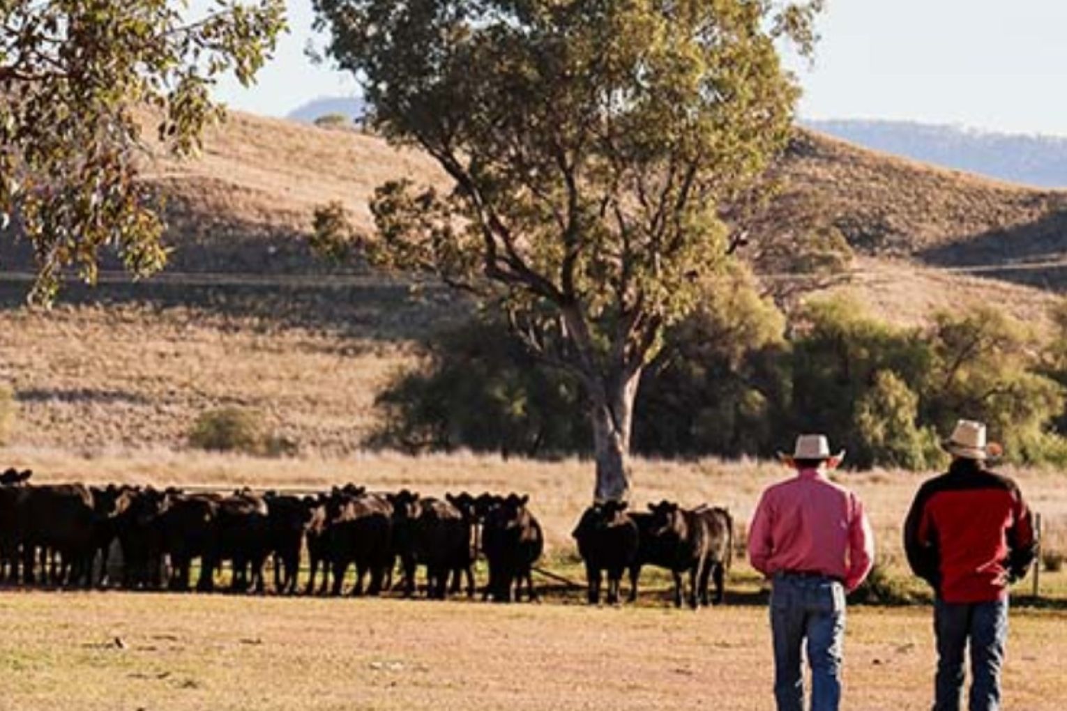 Winter rainfall in parts of South Australia for August was at its lowest point since 1900. Photo: Elders