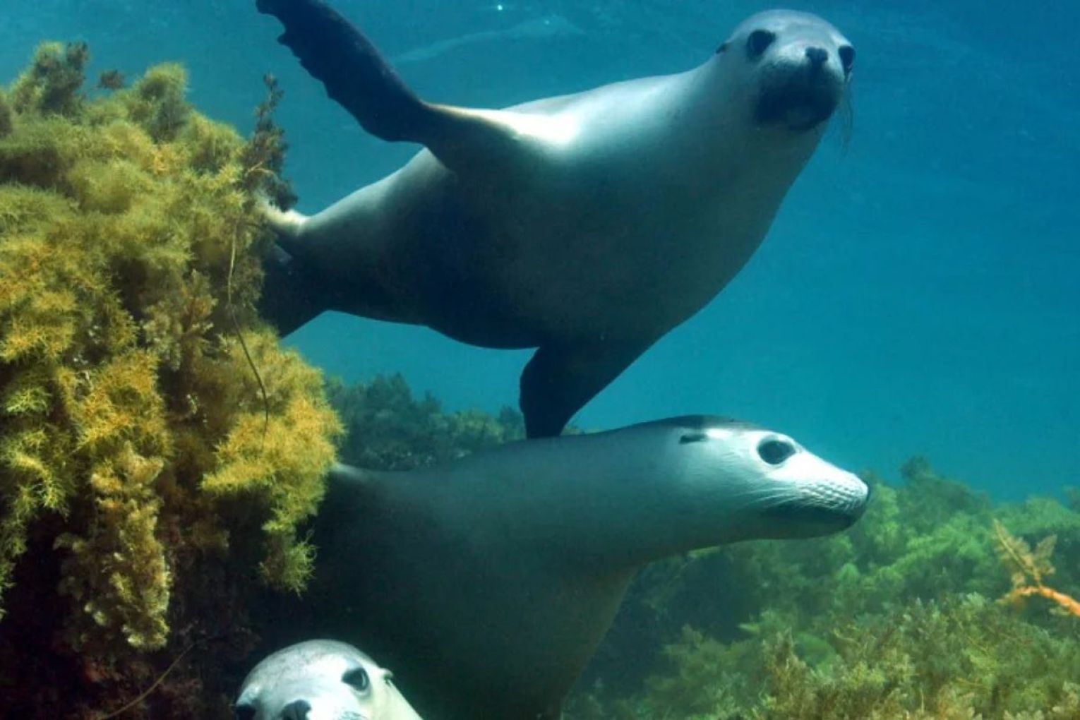 Photo: Antonia Cooper/via Environment SA