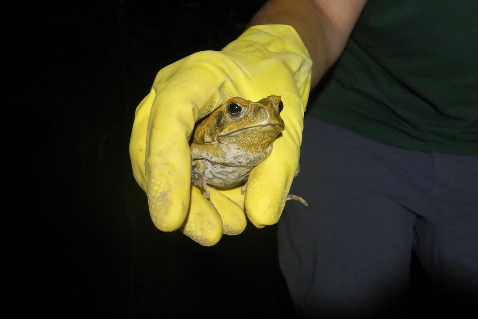A Watergum volunteer holding a cane toad