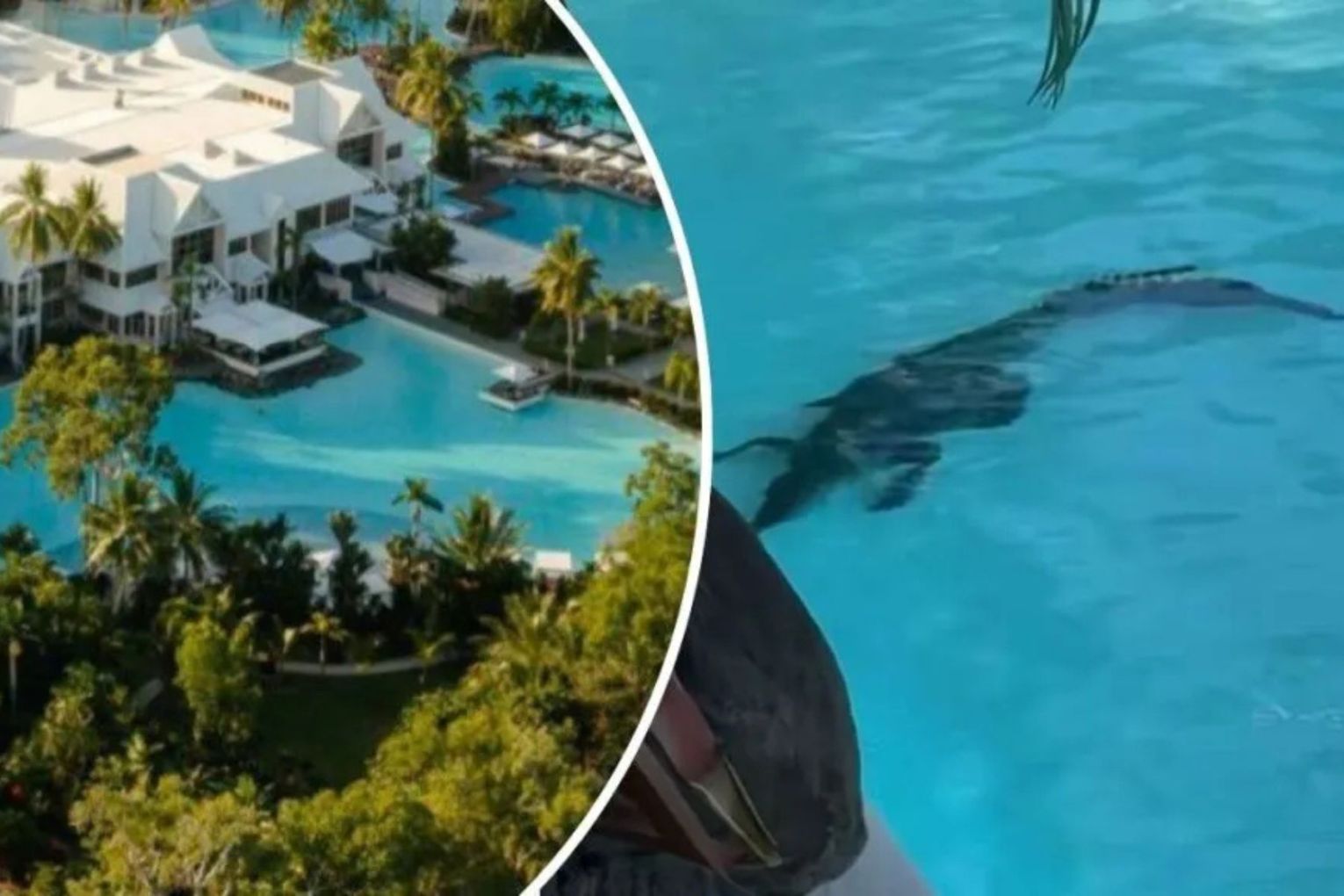 The young crocodile was spotted in the resort swimming pool on Saturday morning.