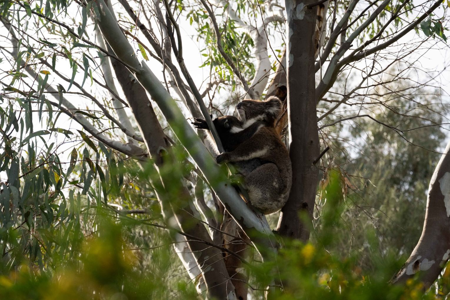 The koala population in Adelaide's Mount Lofty Ranges has reached an unsustainable level, according to a new study. Photo: Morgan Sette / Supplied