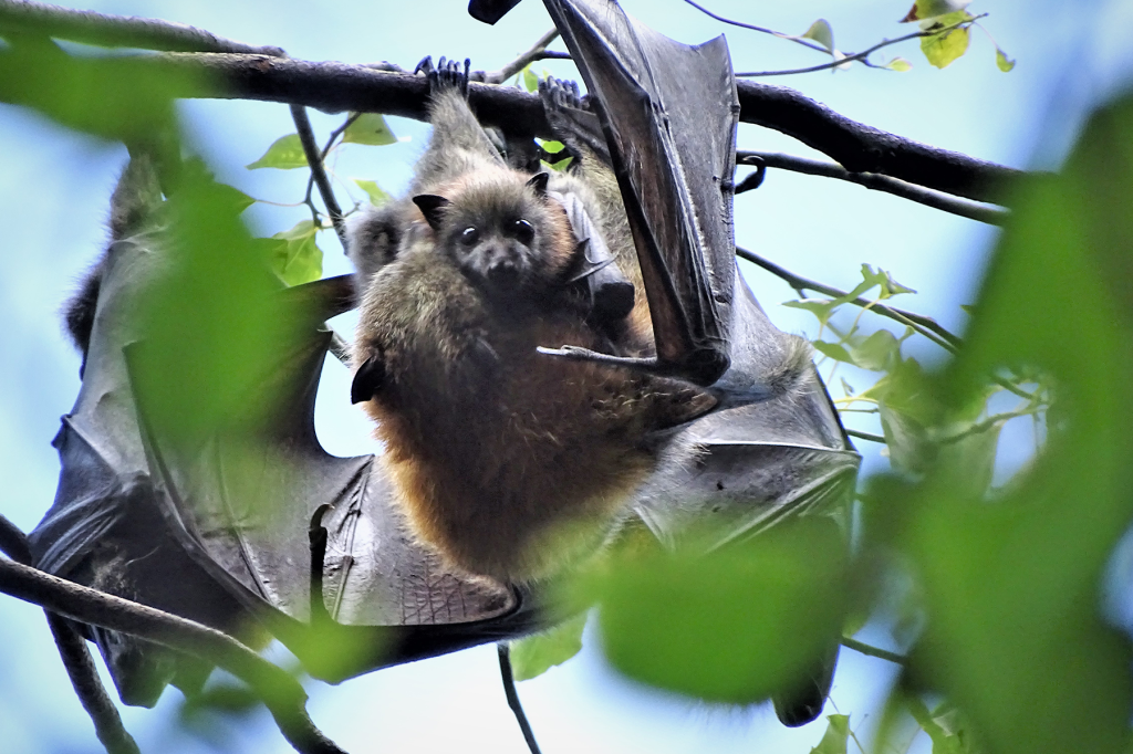 Queensland council’s bat signal for heat-stressed flying foxes