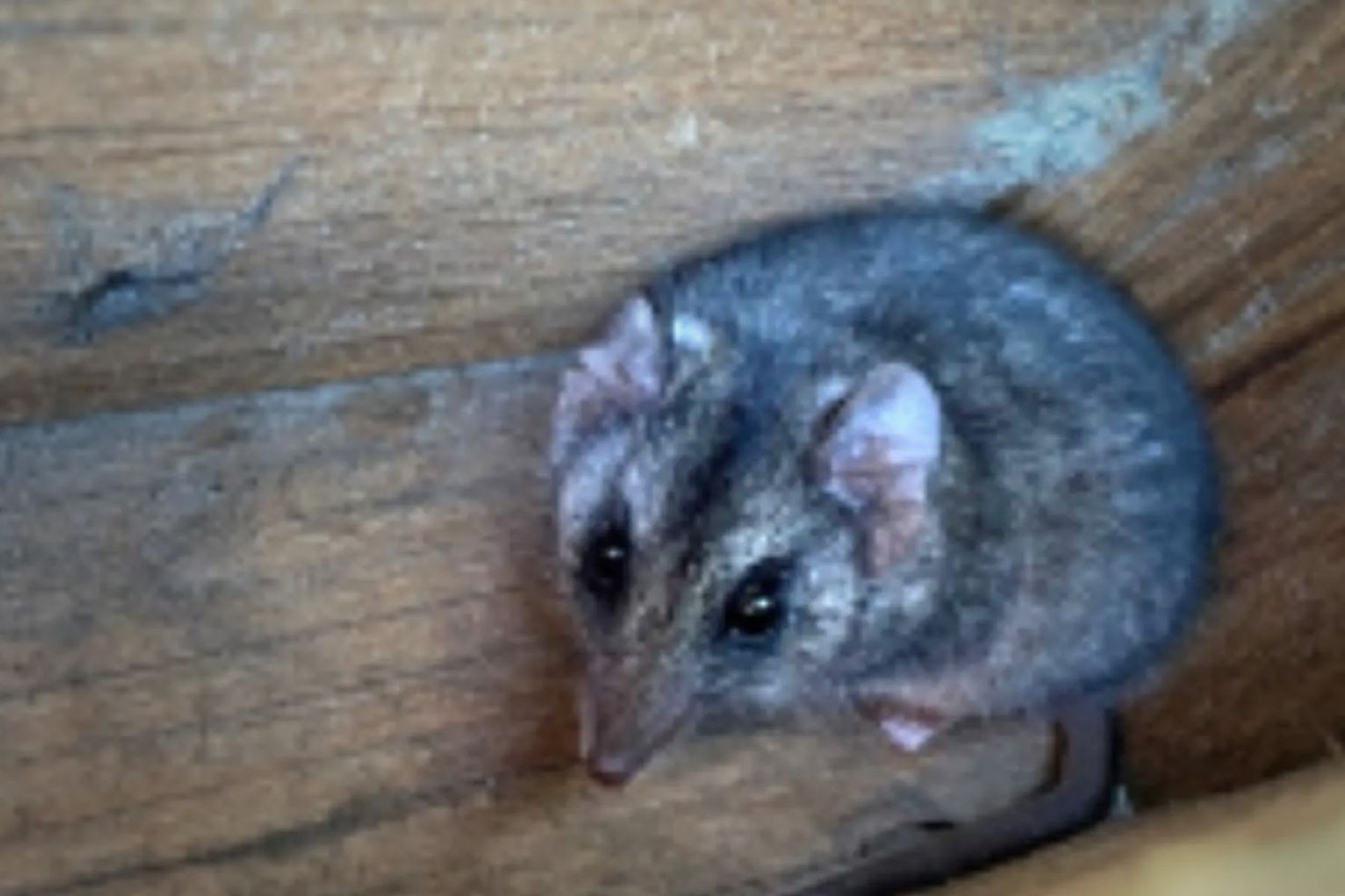 University of South Australia and Kangaroo Island Research Station ecologists have made a remarkable discovery about the mysterious and endangered Kangaroo Island dunnart: It's partial to climbing trees.