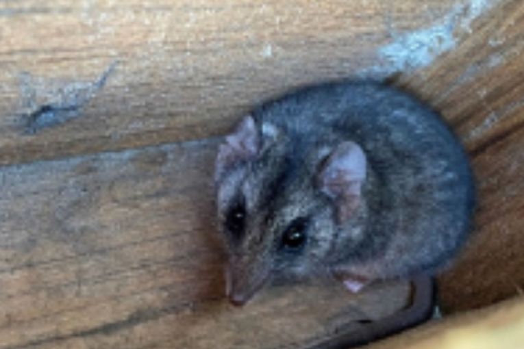 Thumbnail for Mysterious and endangered KI critters ‘accidentally’ found – in possum boxes
