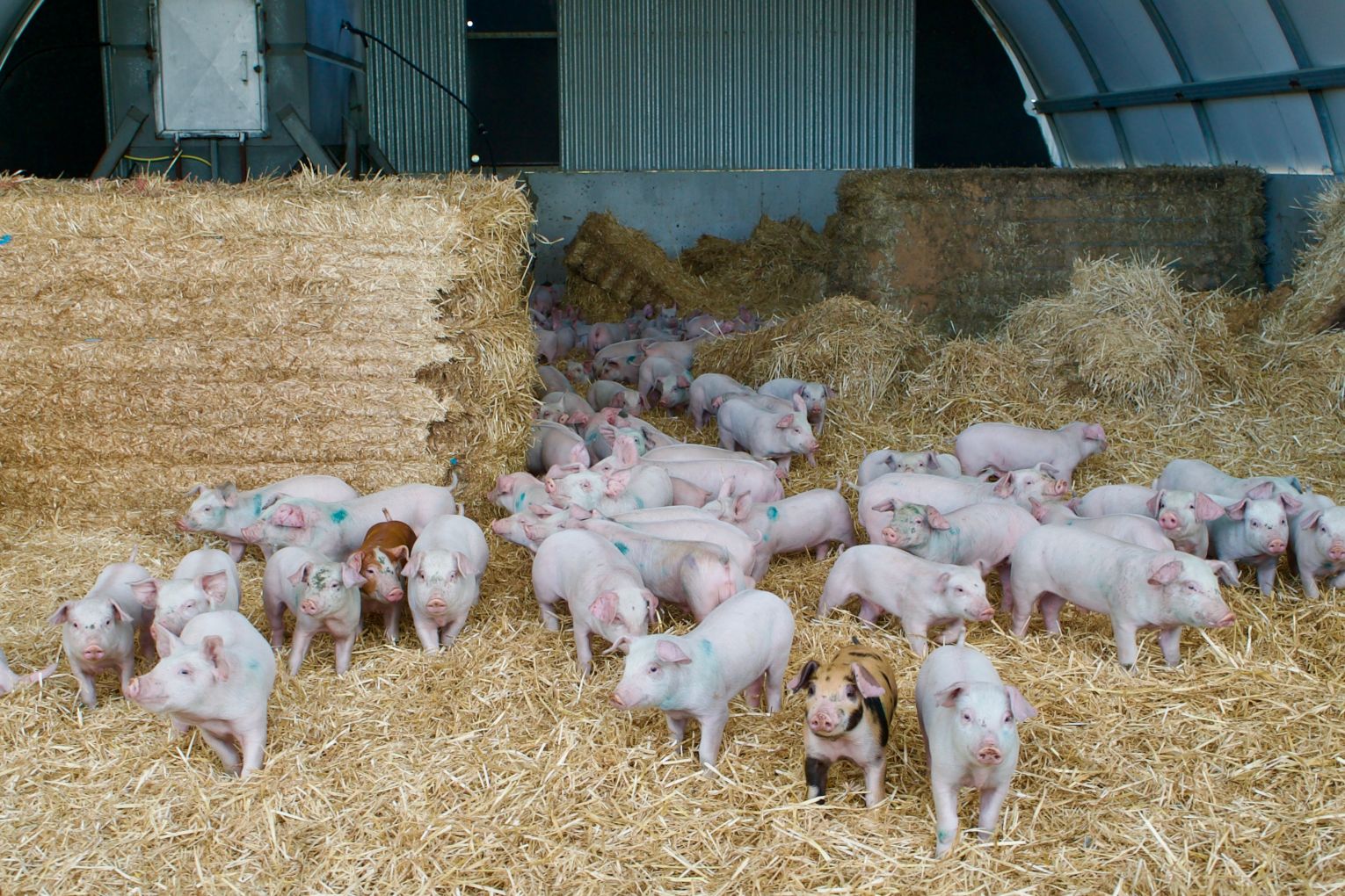 Lameroo family farming business McPiggery is pioneering closed-loop systems and sustainability.