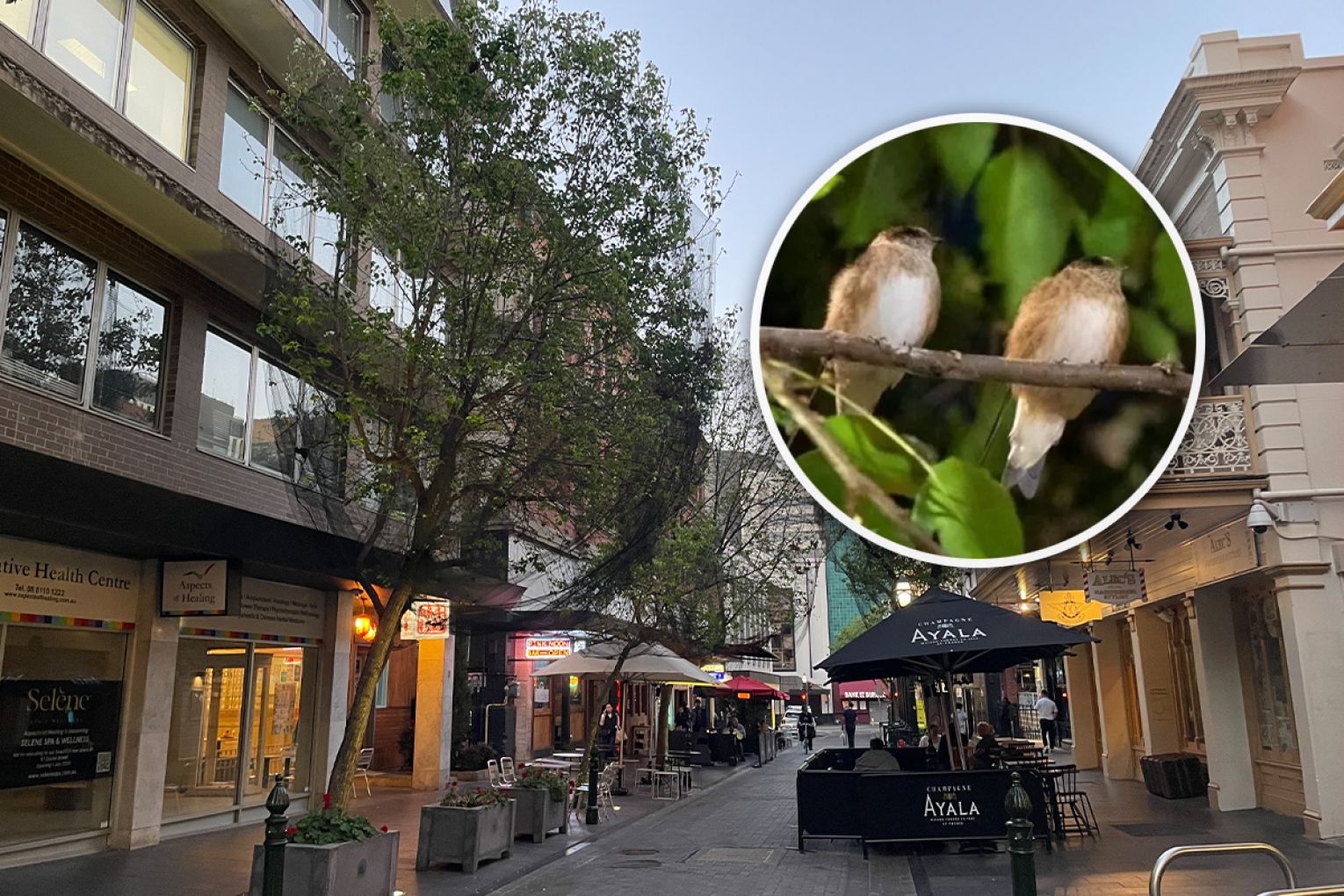 The Deputy Lord Mayor suggested removing nets on Leigh Street that protect outdoor diners from small birds that make a big mess. Main photo: Helen Karakulak/InDaily. Bird photo: Green Adelaide. 