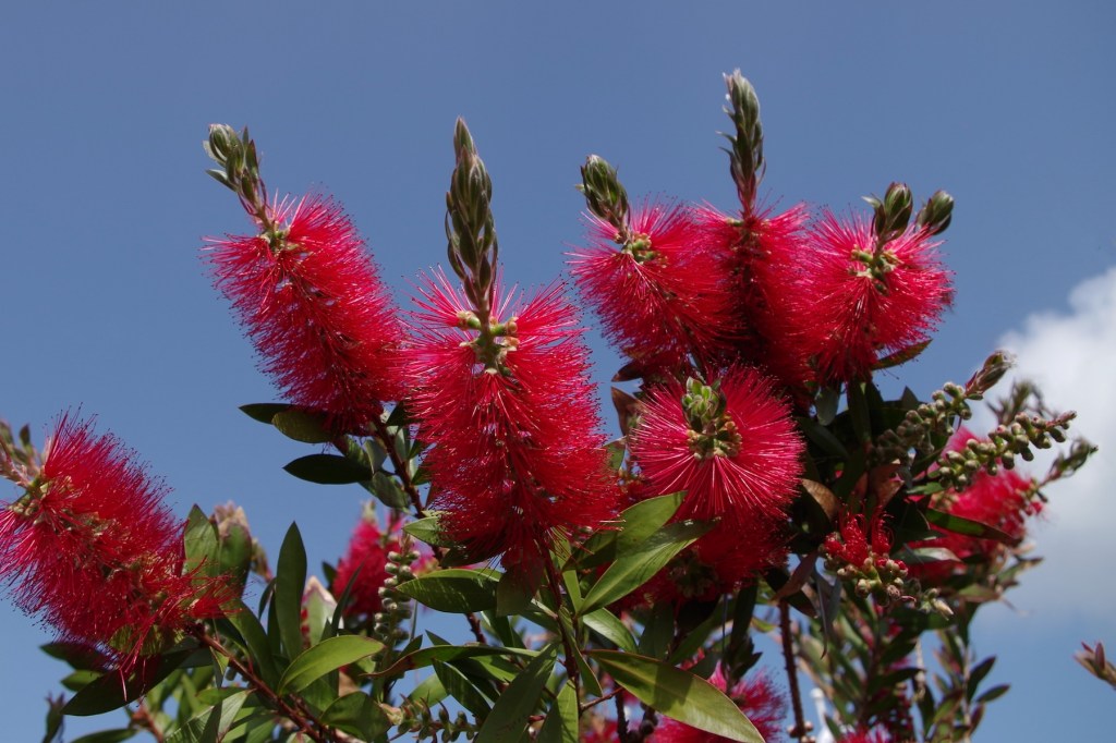 Poem: Primavera Australis