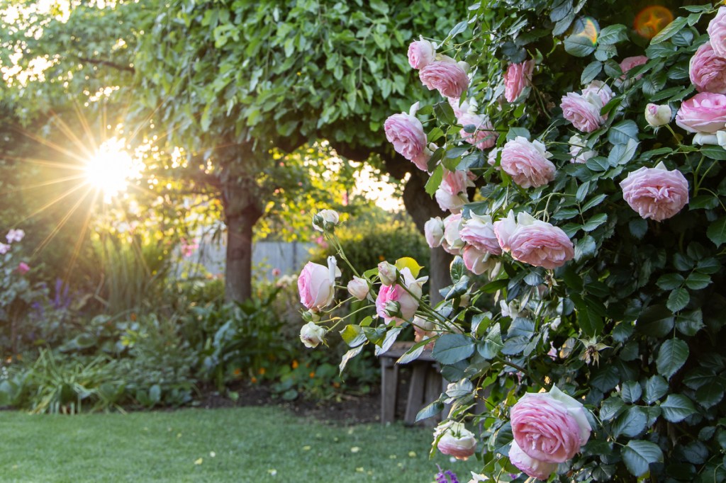 Inside a special Linden Park garden