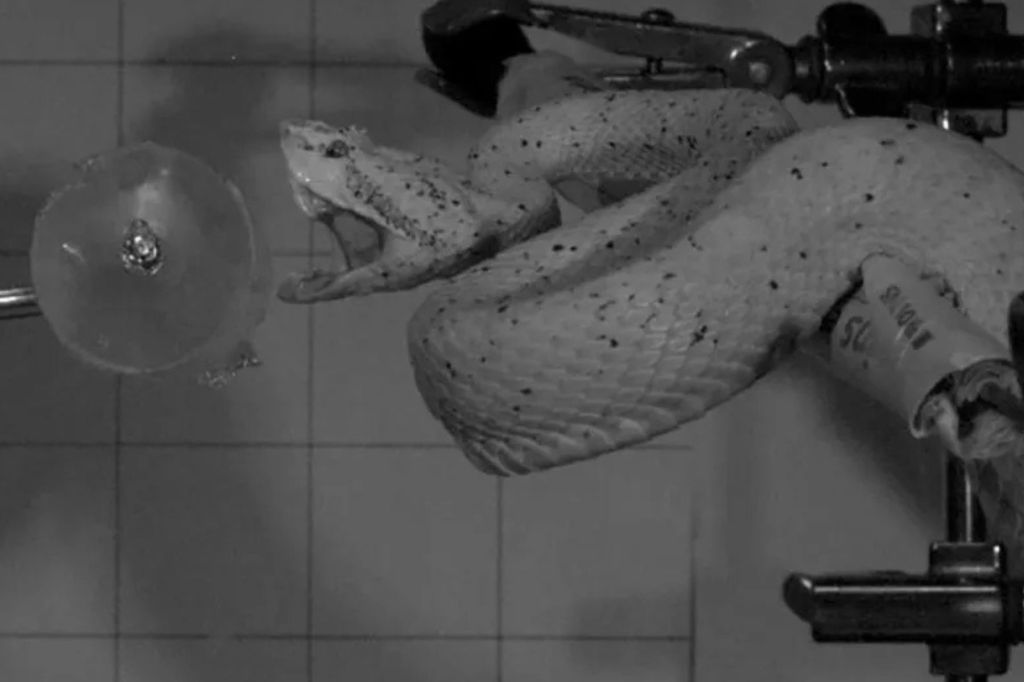 Venomous vipers’ lightning strikes in slow-mo