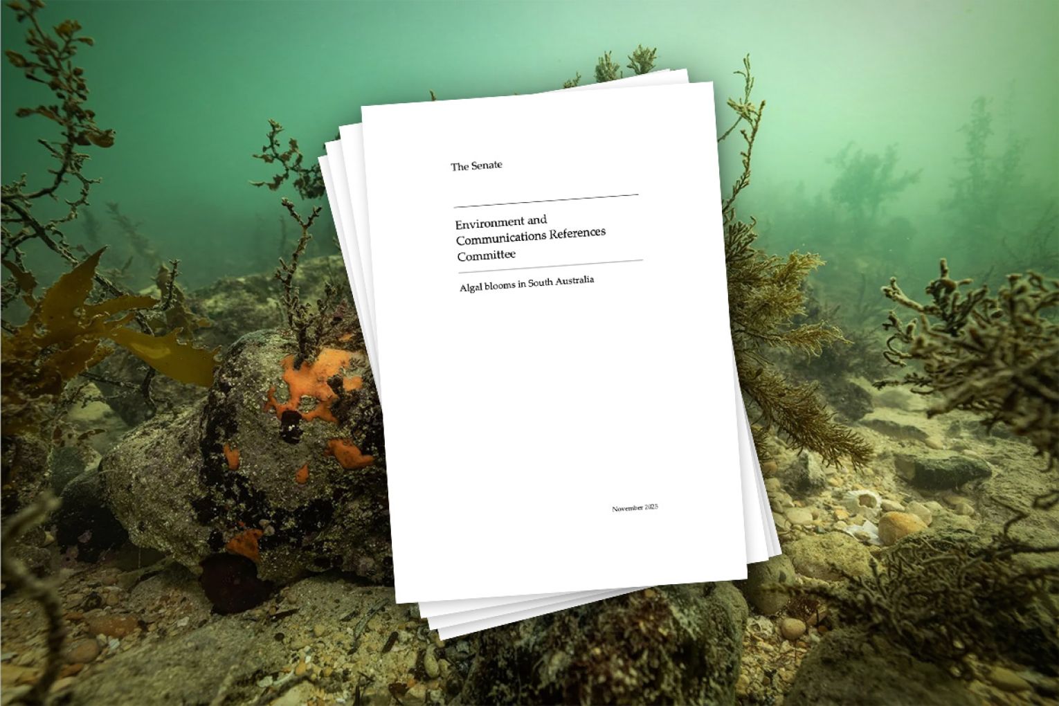 The Federal Senate has today handed down its report into Algal blooms in South Australia. Photo: AAP. Graphics: James Taylor/InDaily.