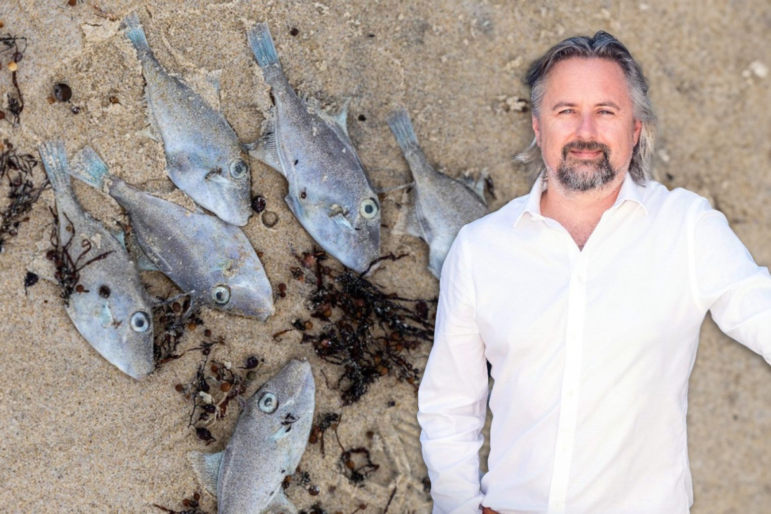 SARDI executive director Professor Mike Steer told InDaily that there has been an increased amount of dead sea life, in particular leatherjackets, washing up on metropolitan shores in recent days. Photo: Ben Kelly and supplied
