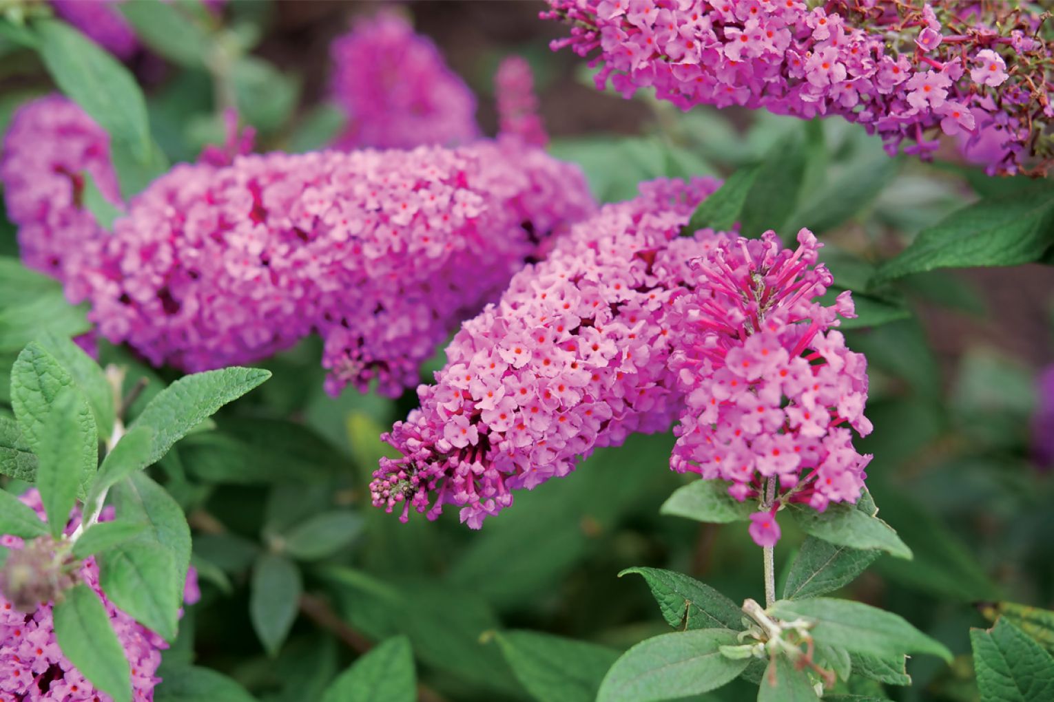 Buddleia Pugster Pinker is a striking, easy to grow hardy perennial. Photograph Adelaide Plant Growers.