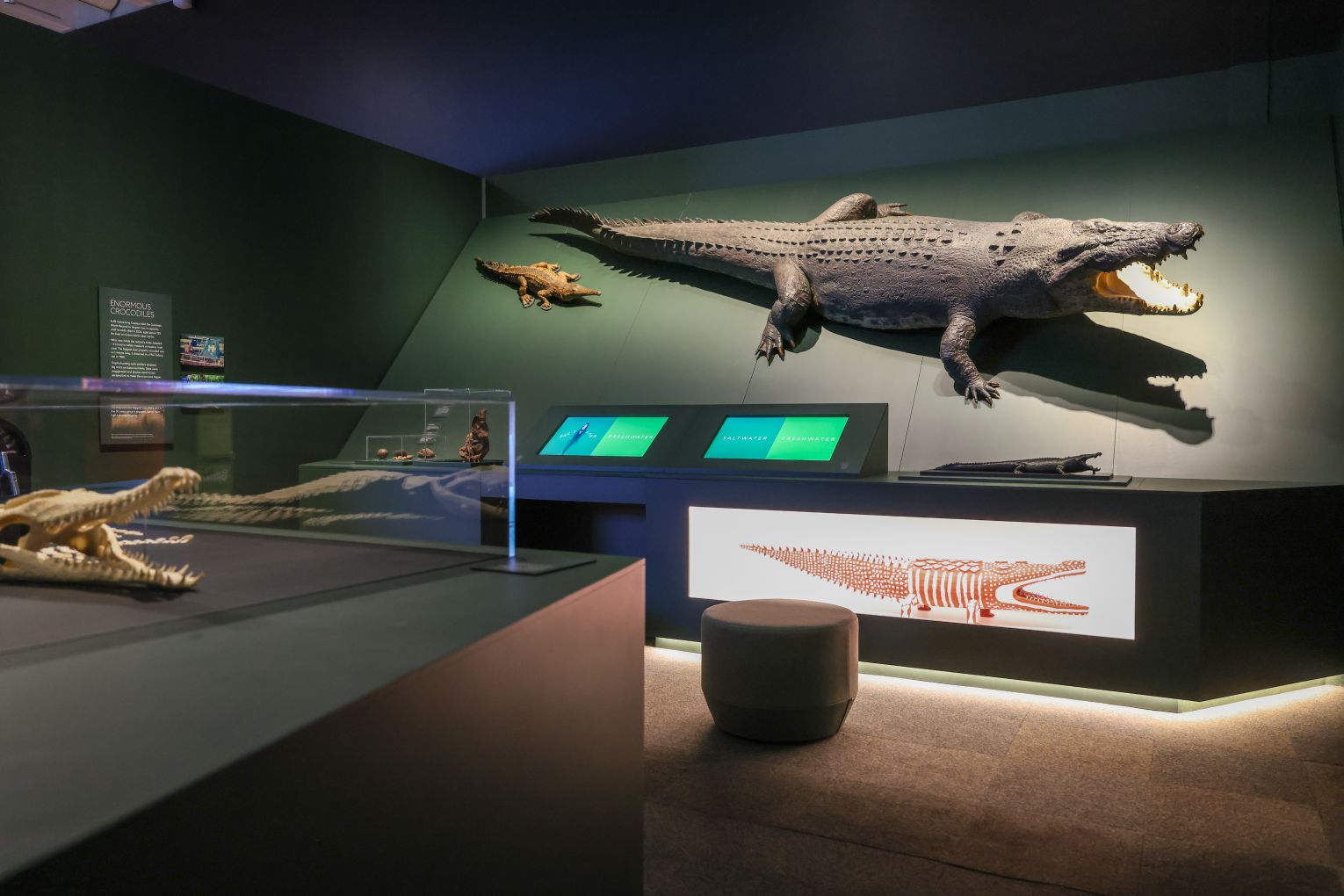 Croc! Lost Giants to Living Legends is a fascinating exhibition at Queensland Museum Kurilpa that may have you thinking differently about crocodiles.