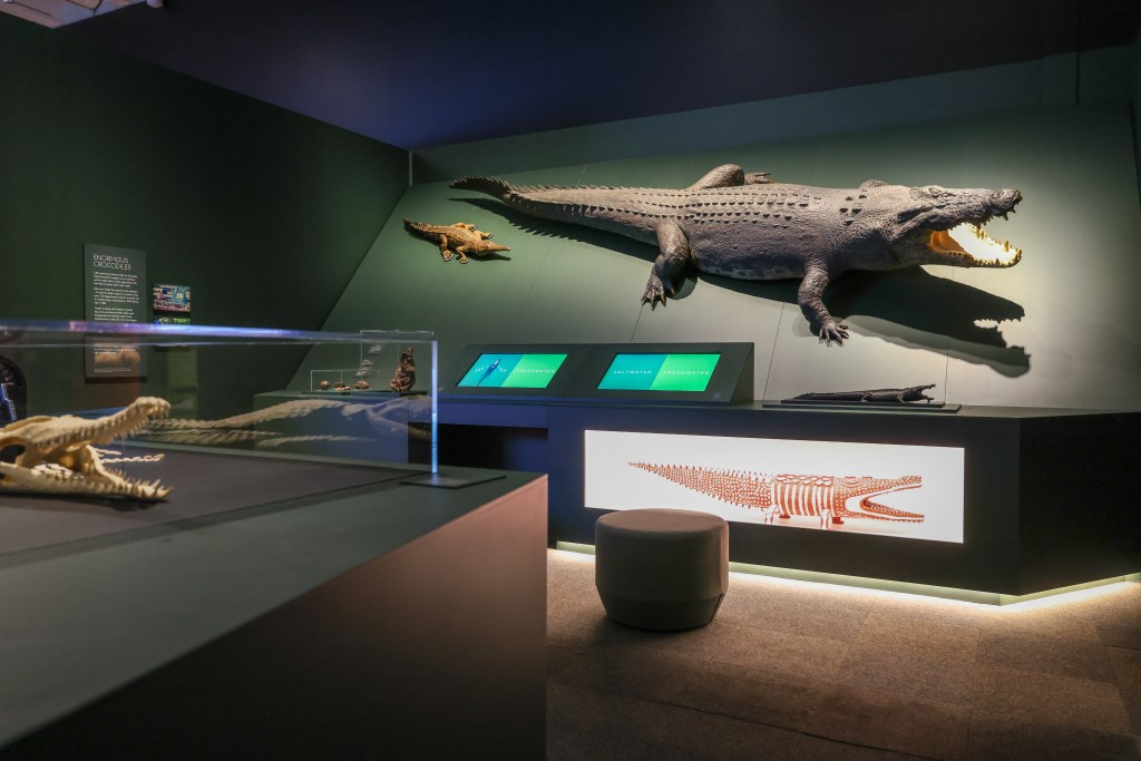 What a croc! Our apex predator gets its own show