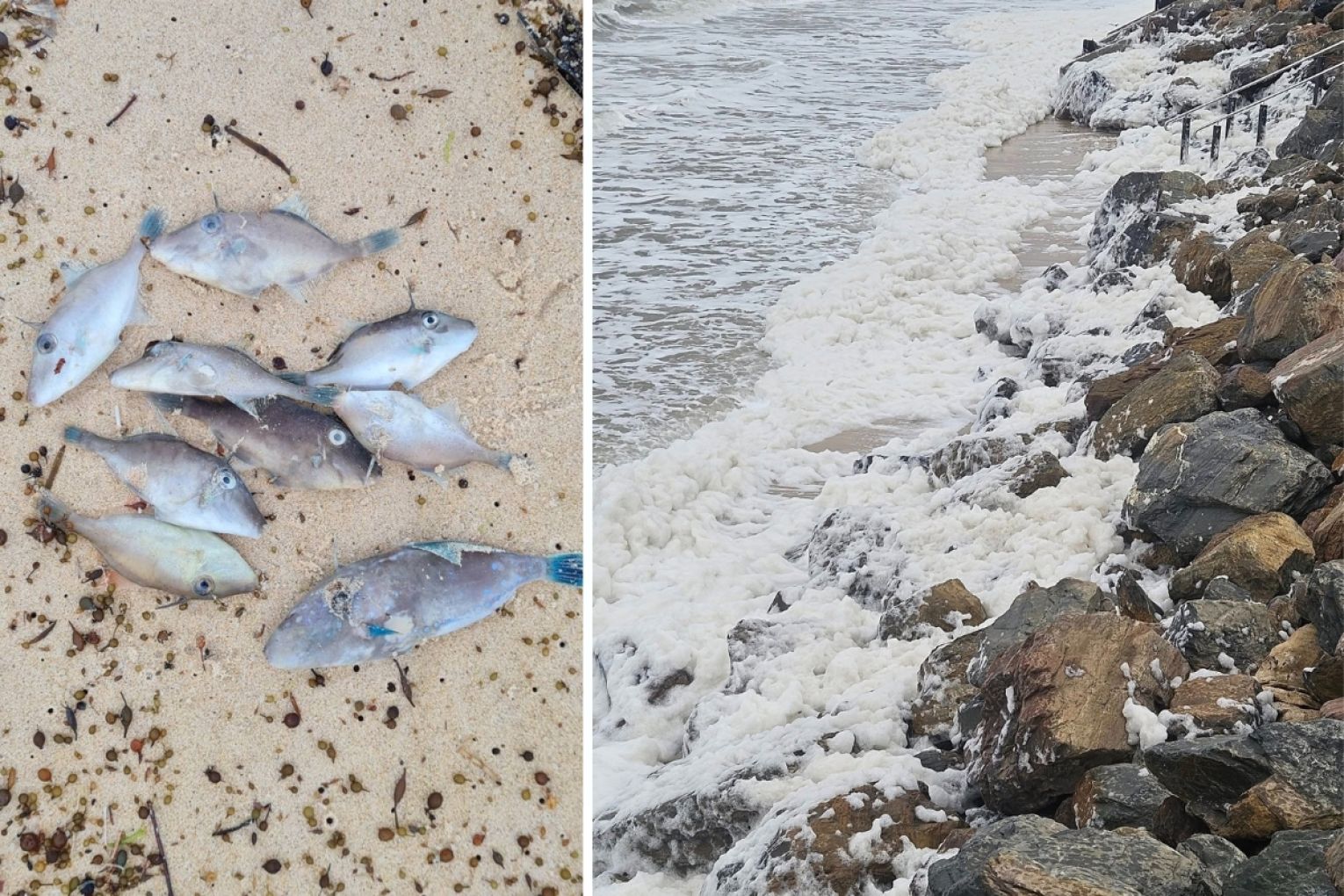 A parliamentary committee into SA's harmful algal bloom heard that the department tasked with water testing missed a year due to being under resourced. Photos: via SA Surf and Bloom Facebook