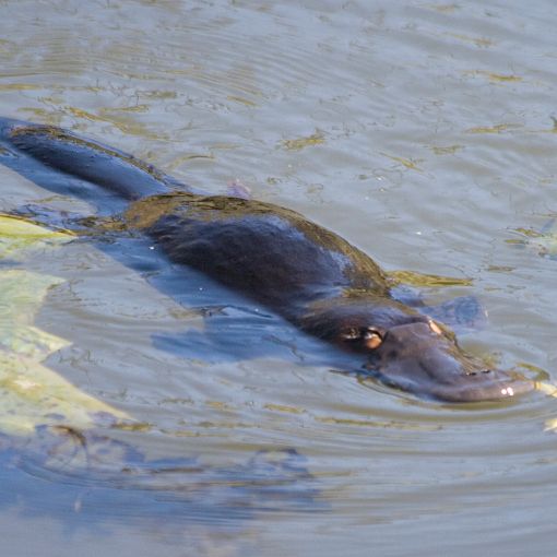 Thumbnail for Funds flow in to protect endangered Aussie animal