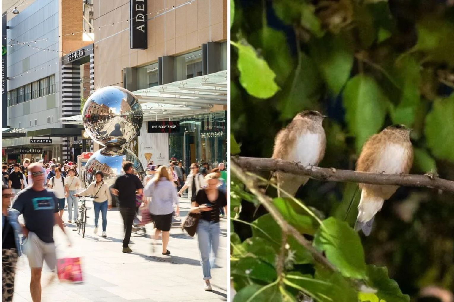 The tree martins that flock to the city in thousands are expected to return to Rundle Mall in droves from January to April. Left photo: file, Right photo: Green Adelaide