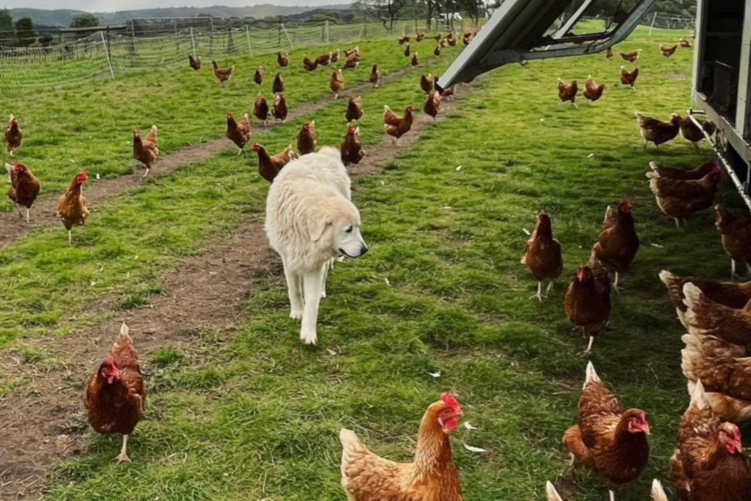 Maremma dogs guard the Feather&PECK flocks.