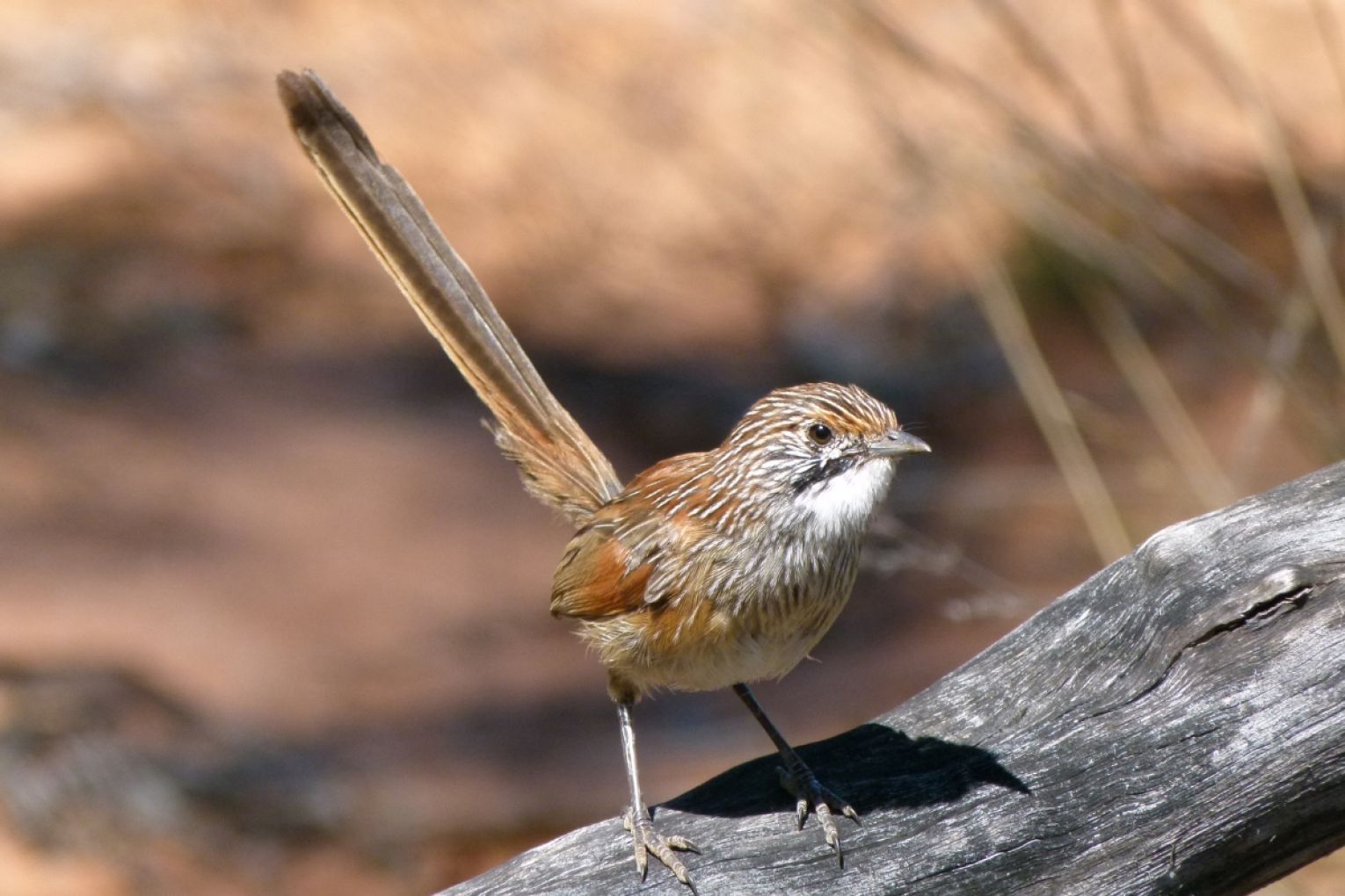 Grasswren Striated Picture: Peter Waanders