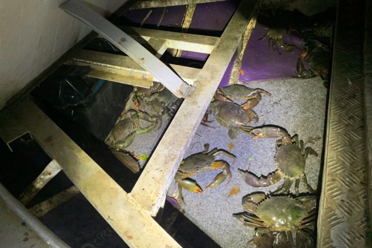 Thumbnail for Mud crab trafficking crackdown sees Bundaberg man land major fine