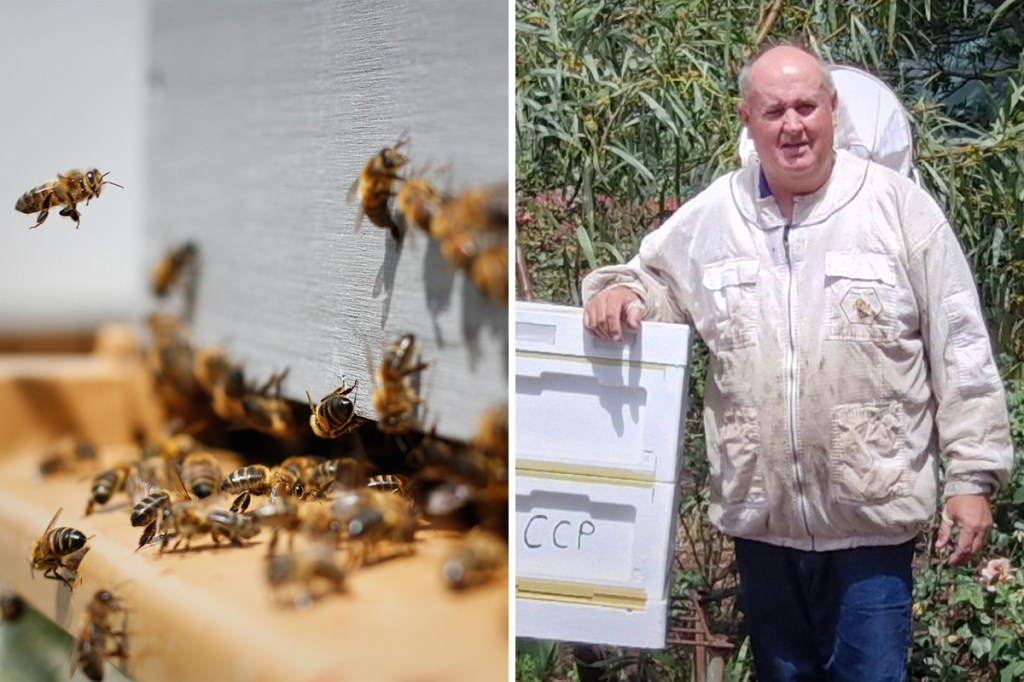 ‘Only a matter of time’: Battening down the hives as tiny mite threatens SA’s food bowl