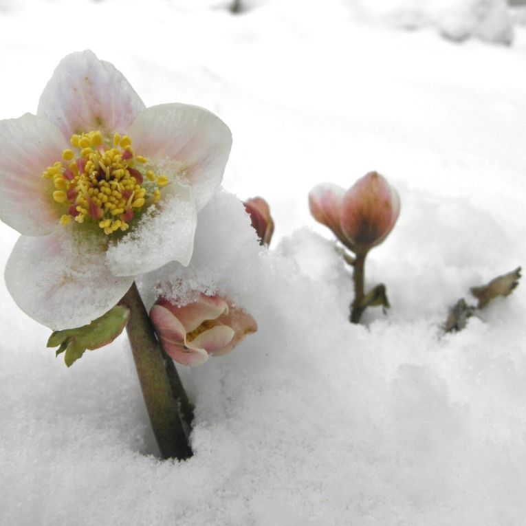 Thumbnail for Poem: From The Deference Sonnets