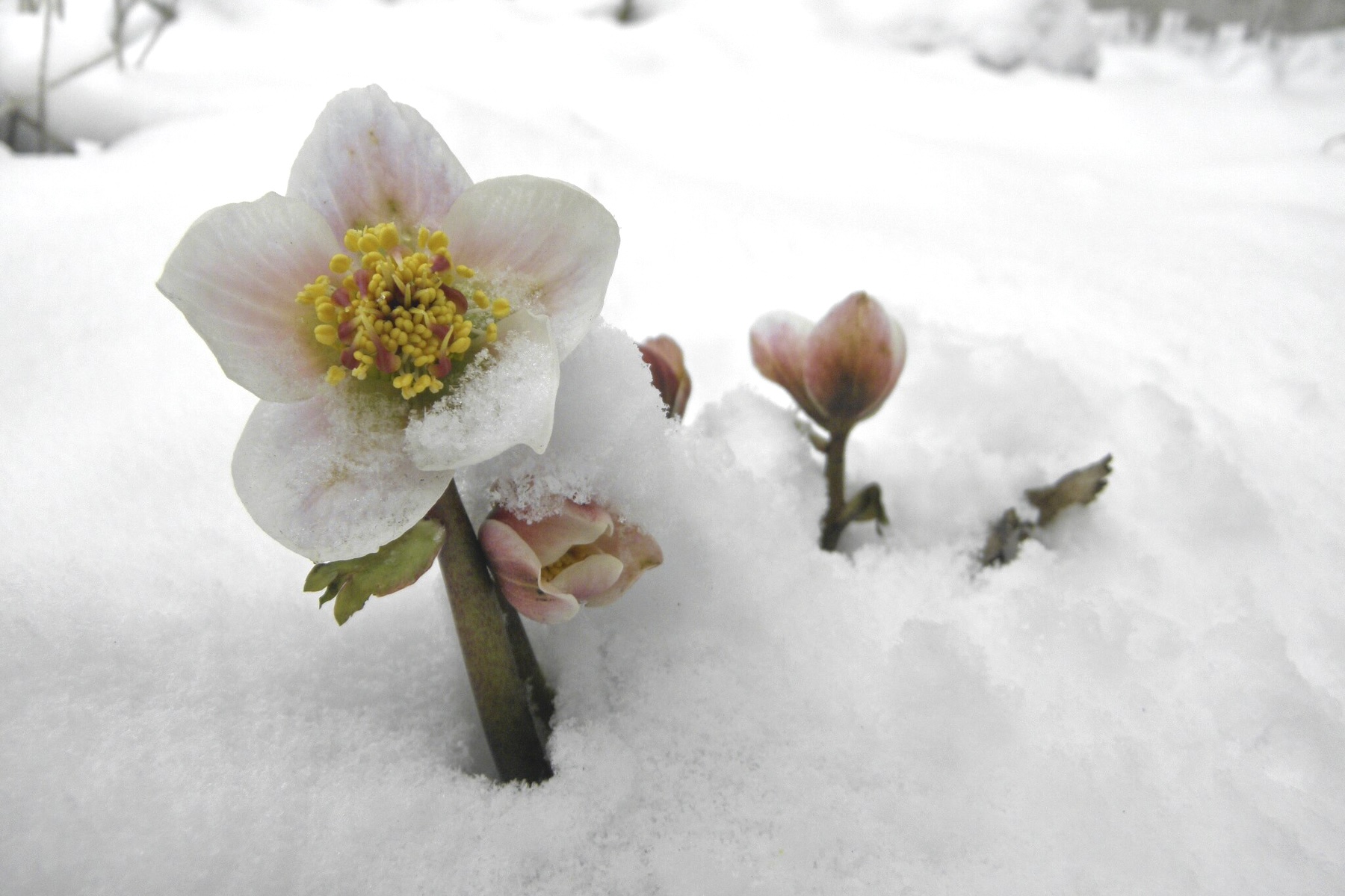 Poem: From The Deference Sonnets