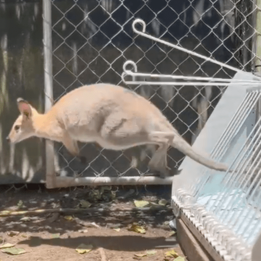 Thumbnail for QLD council’s wild roadkill solution