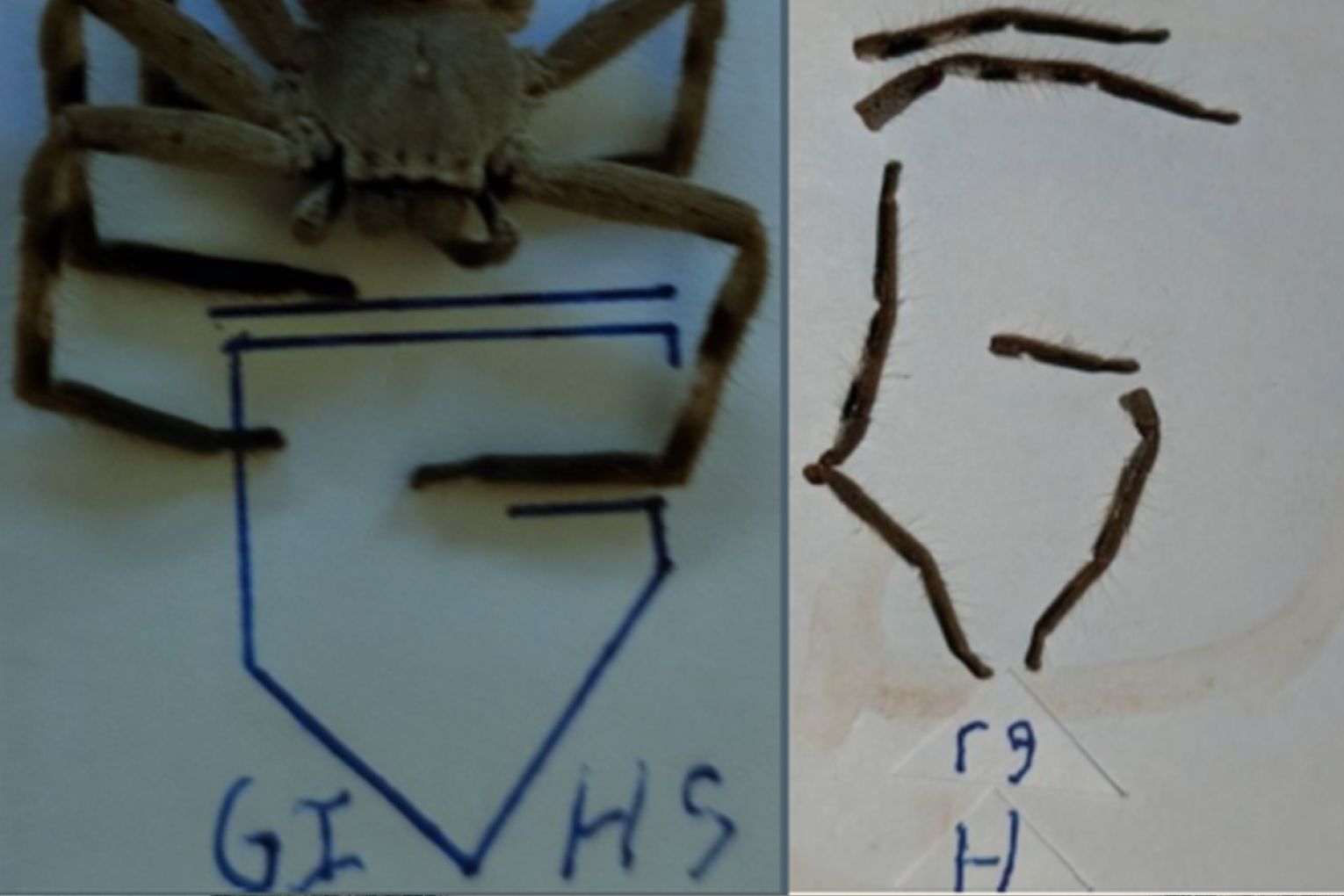 “If anyone recognises any of the information, images or key words and phrases or they prompt a memory about a person or person’s behaviour, or perhaps the meaning or location of the images I would urge them to contact police,’’ Deputy Commissioner Williams said. Picture: supplied