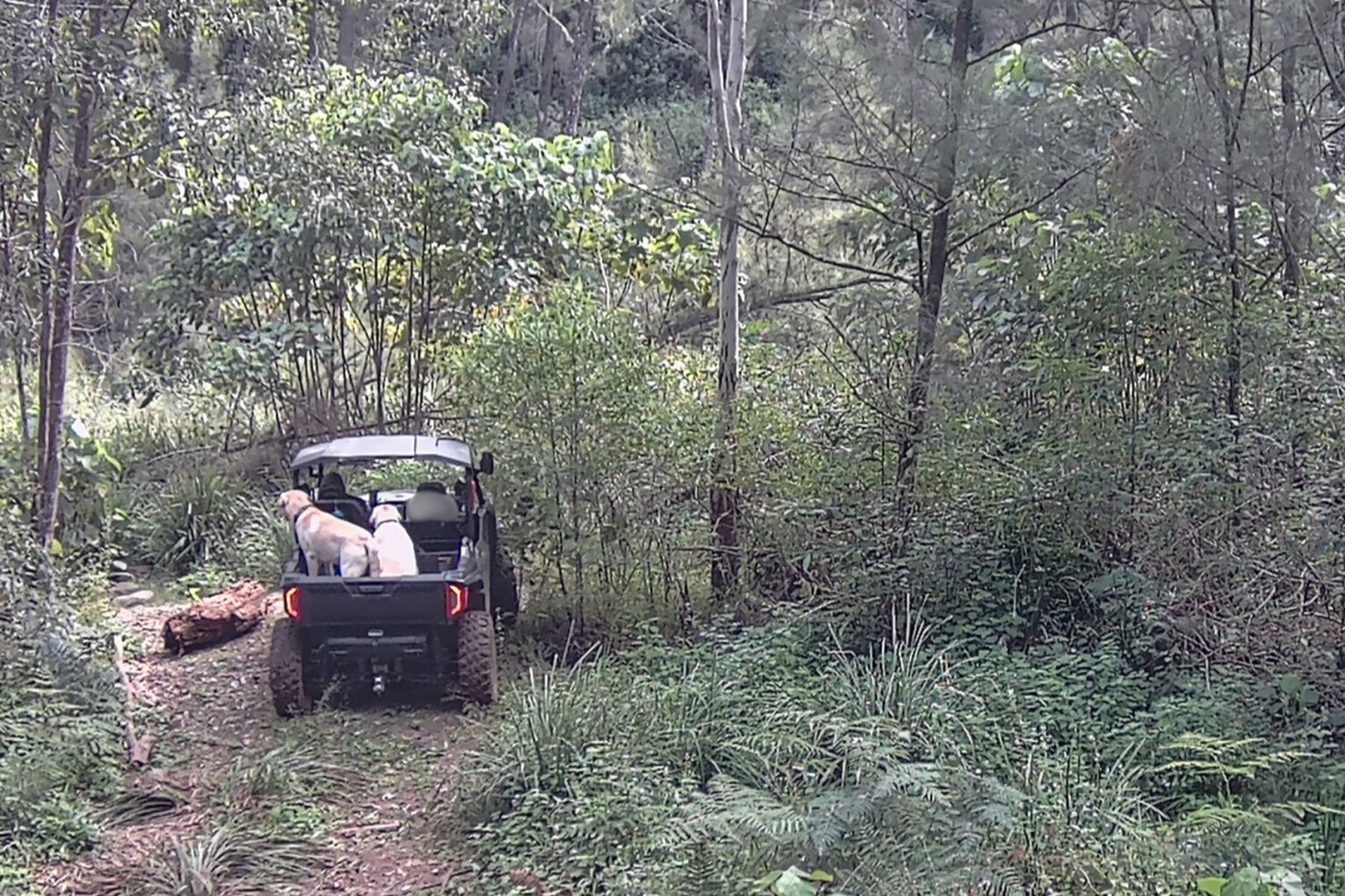 Driving around locked gates with dogs