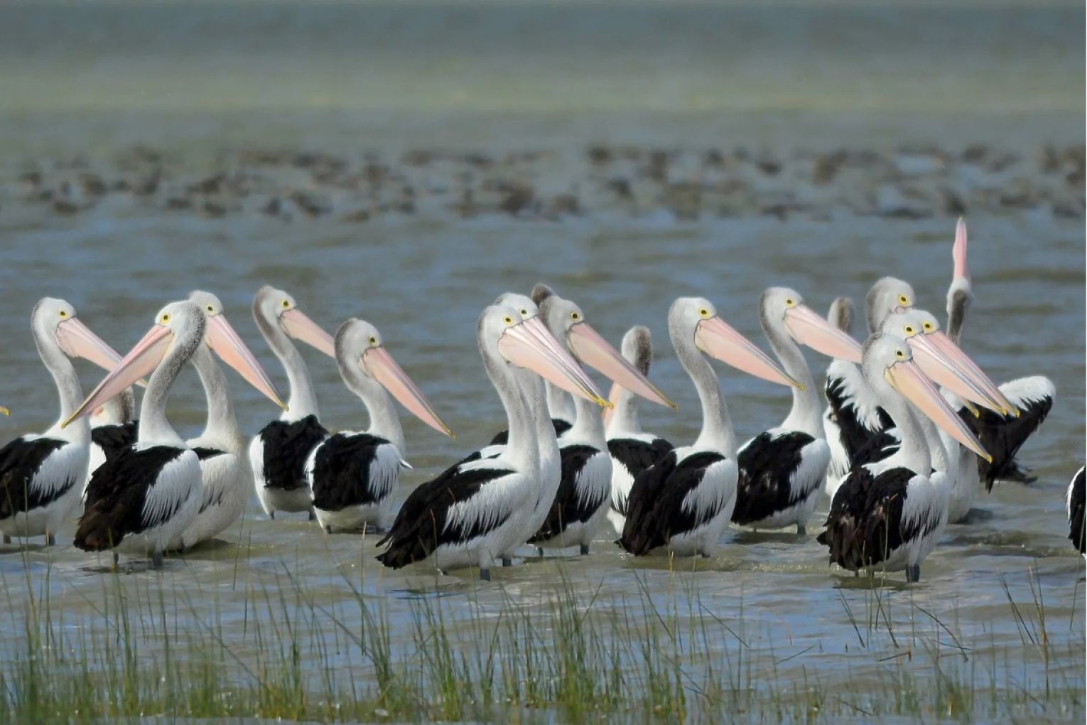 More than $1 million would go towards protection species like the Australian pelican from the deadly H5 bird flu. Photo: Wikimedia Commons / Jinesh PS