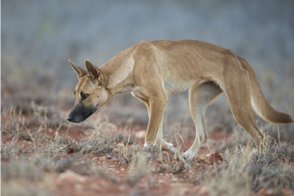 New Dog Fence on track as livestock attacks down but not out