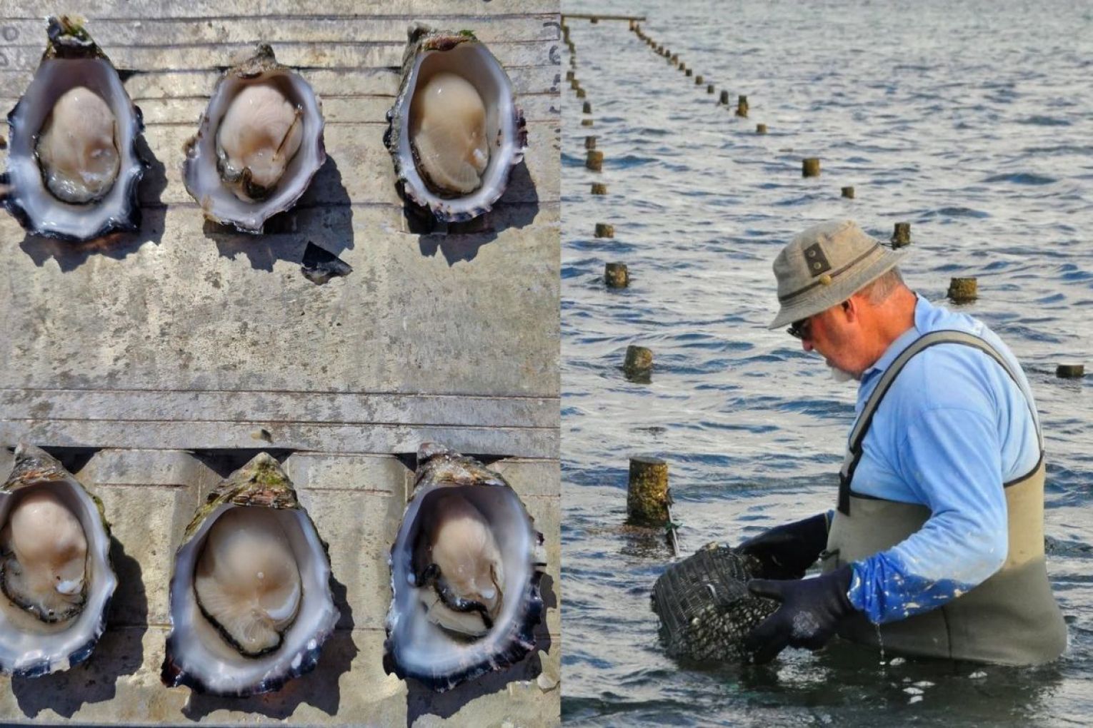 Although most of SA oysters are up and running for the Christmas period, some Yorke Peninsula growers are still doing it tough.