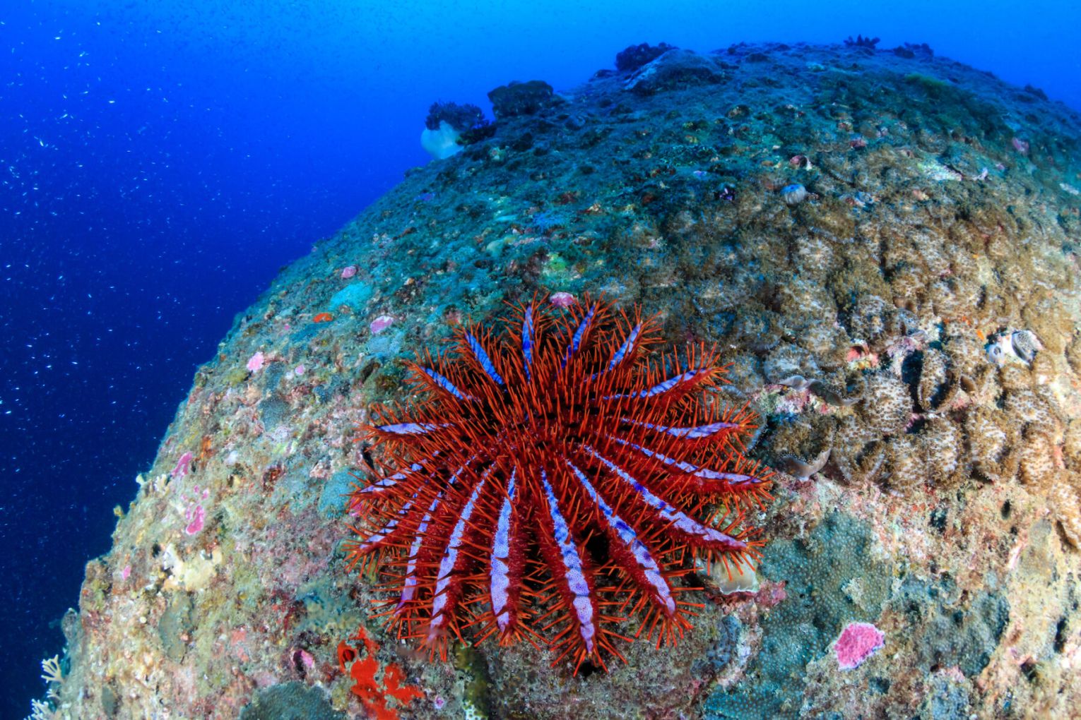 Crown-of-thorns starfish | Credit: Australian Geographic