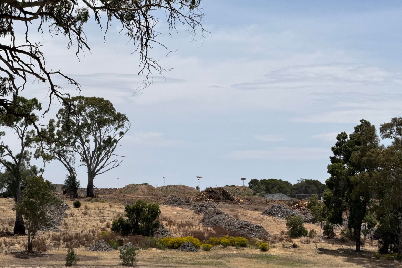 Hope Valley Reservoir, where almost 3000 trees have been cleared since 2020 due to Giant Pine Scale.