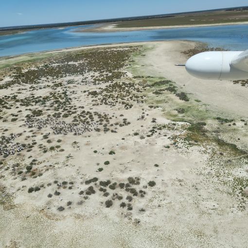 Thumbnail for Nearly a quarter of a million waterbirds disappear from Australian skies