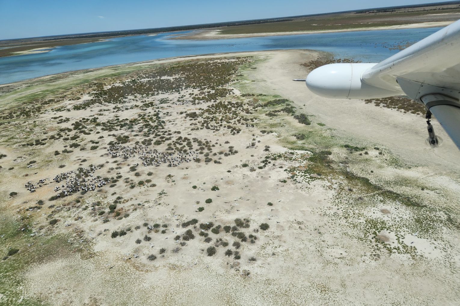 Pelicans nesting on Lake Galilee, Queensland | Credit: UNSW Centre for Ecosystem Science