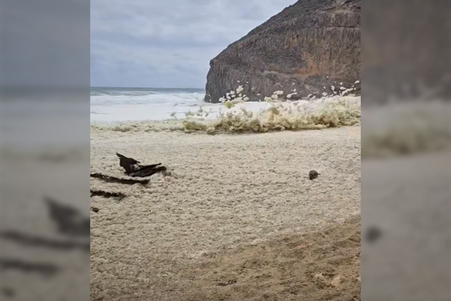 SARDI executive director Professor Mike Steer said that he was "still cautiously optimistic" despite recent algal bloom flare-ups at Kangaroo Island and along the Yorke Peninsula. Photo: Andy Smyth/Facebook