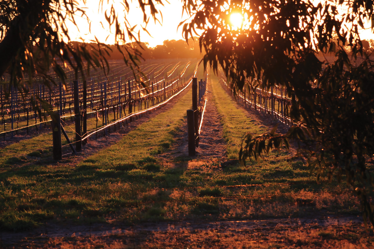 The sisterly bond behind Limestone Coast wine label - SALIFE | InDaily, Inside South Australia