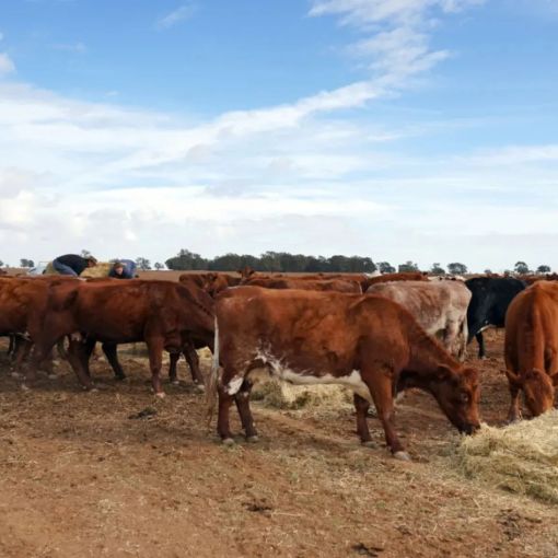 Thumbnail for Will China close the door on trade over Aussie beef tariffs?