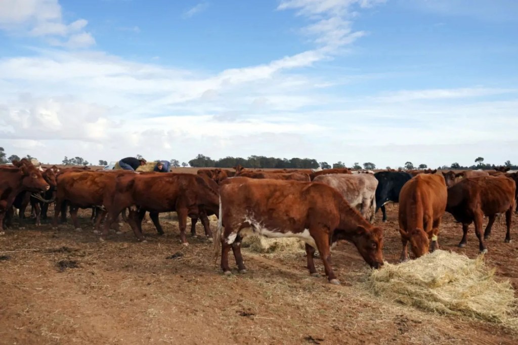 China far from closing door on trade despite Aussie beef tariffs