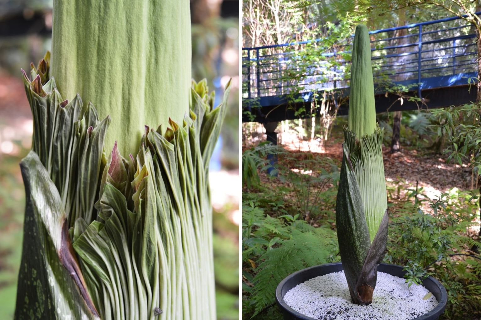 Adelaide Botanic Garden is set to host one of nature’s most extraordinary spectacles in the coming days, with the anticipated bloom of the infamous Corpse Flower (Amorphophallus titanum).