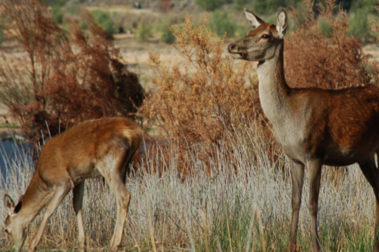 Feral deer are becoming an increasing problem on the Eyre Peninsula. Photo: Supplied