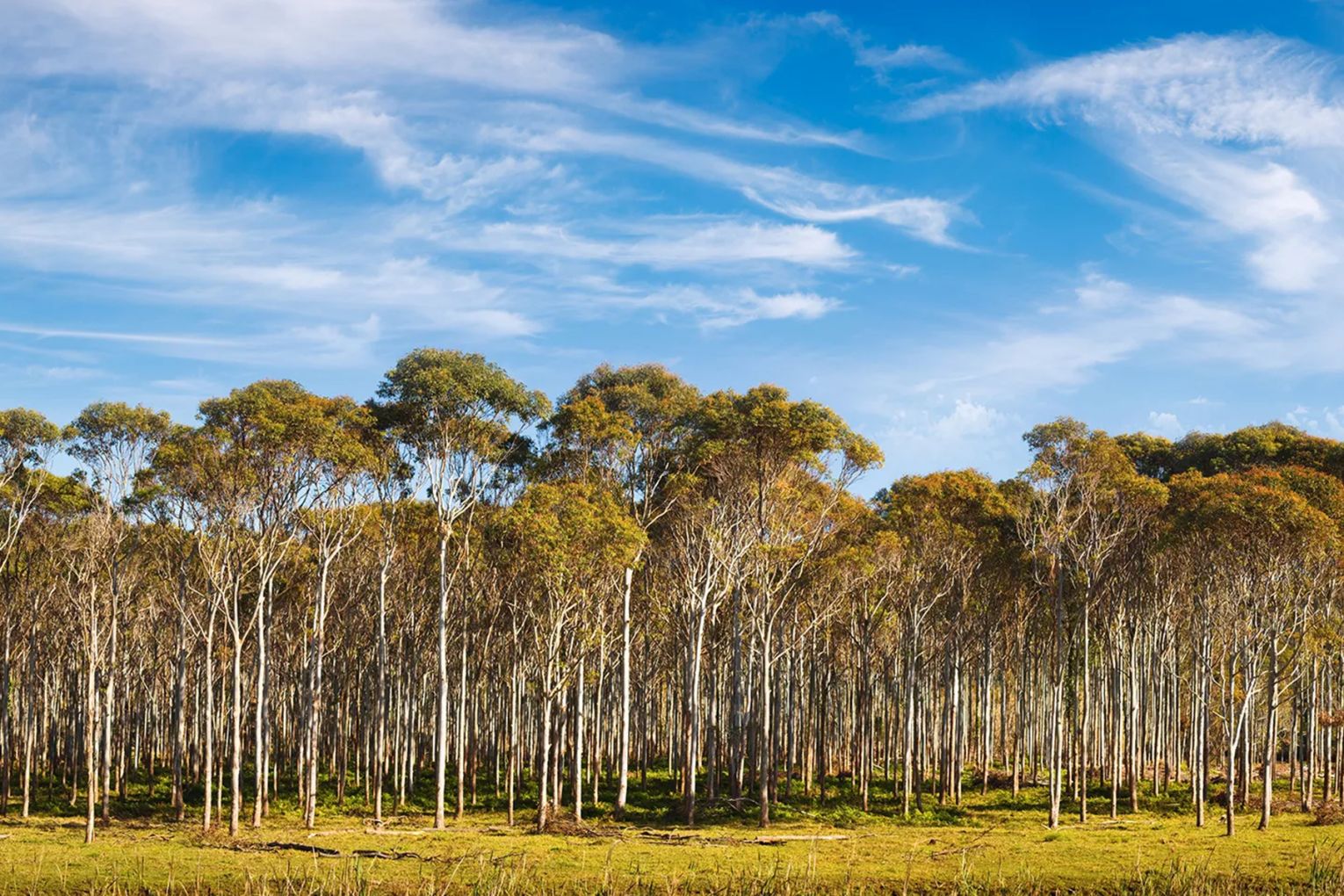 Australian eucalyptus trees | Credit: Britannica 
