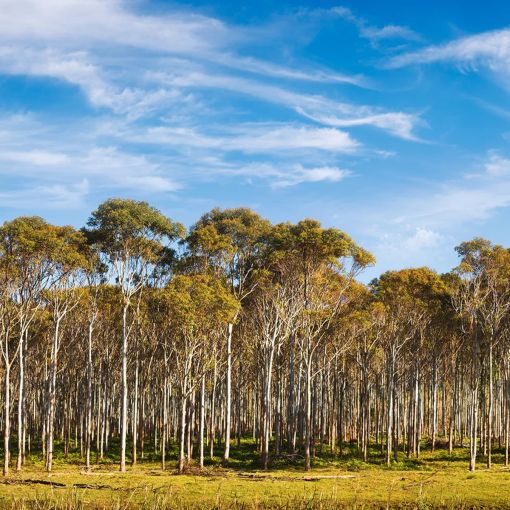 Thumbnail for Study reveals tree bark removes greenhouse gases from air
