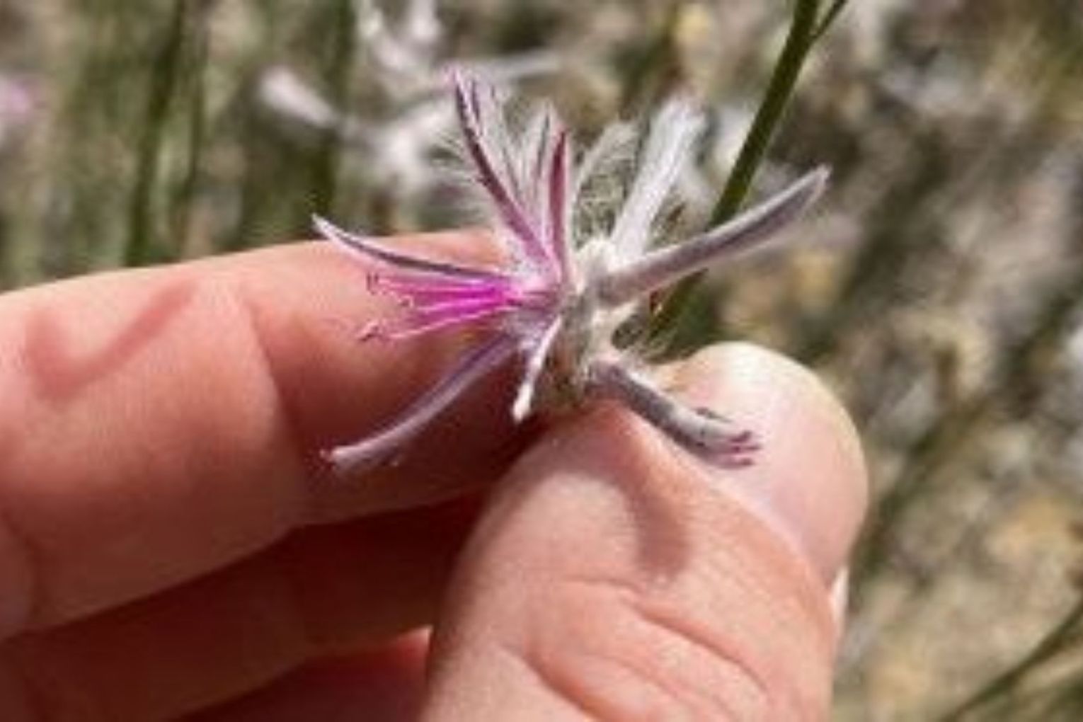 The small, slender Australian shrub Ptilotus senarius had been presumed to be extinct. Picture: Supplied