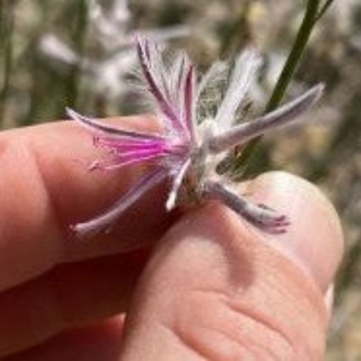 Thumbnail for Photo leads to rediscovery of ‘extinct’ Aussie plant