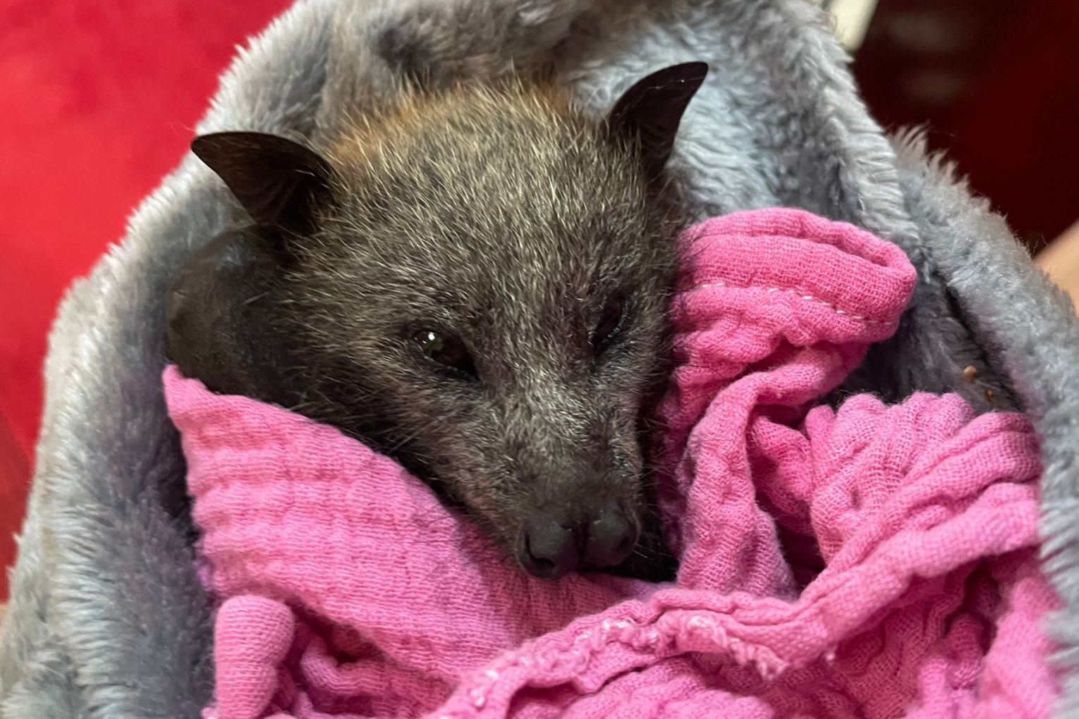 Not only do volunteers rescue bats, but they care for them at home, with costs for food and medicine in the thousands during an extreme heat event.