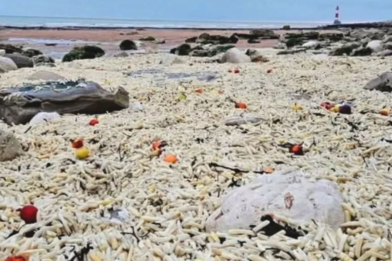 Tens of thousands of uncooked potato chips have washed up on the beach at a popular beauty spot.